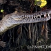 crocodile_american_chiq_jar_h_0565_cub2722.jpg